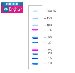 DUAL COLOR STANDARDS