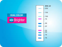 PRECISION PLUS PROTEIN DUAL COLOR STANDARDS