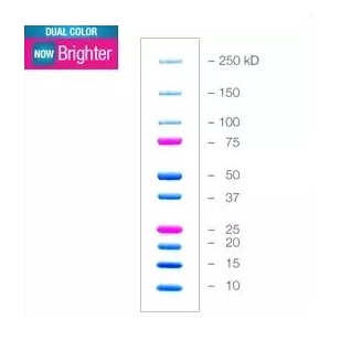 PRECISION PLUS PROTEIN DUAL COLOR STANDARDS
